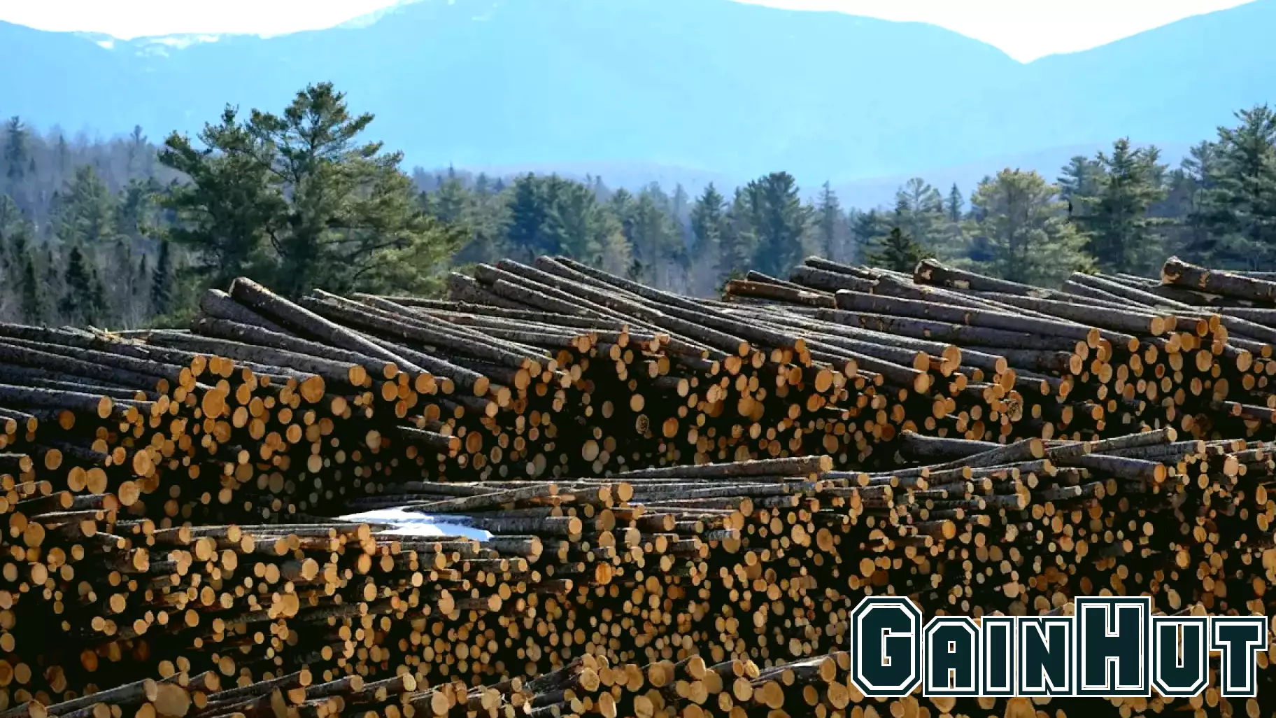 New Tariffs Announced by Trump Targeting Softwood Timber and Lumber Products