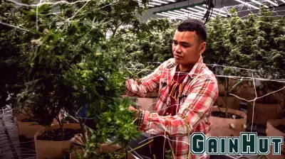 Challenges Faced by New Cannabis Entrepreneurs